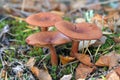 Lactarius rufus. Three mushrooms among the fallen-down foliage