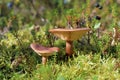 Lactarius rufus. Two mushroom among the moss