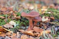 Lactarius rufus. Two mushrooms among a moss and the fallen-down