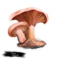 Lactarius salmonicolor or blood fungus, mushroom closeup digital art illustration. Boletus has salmon colored cap and body.