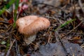 Lactarius torminosus in close-up Royalty Free Stock Photo