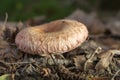 Lactarius torminosus mushroom closeup Royalty Free Stock Photo