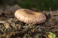 Lactarius torminosus Royalty Free Stock Photo