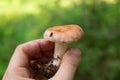 Lactarius torminosus or woolly milkcap is a large agaric fungus Royalty Free Stock Photo