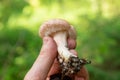 Lactarius torminosus or woolly milkcap is a large agaric fungus Royalty Free Stock Photo