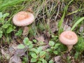 Lactarius torminosus Royalty Free Stock Photo