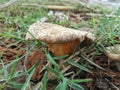 Lactarius torminosus (also known as bearded milkcap) is a type of large fungus that grows in agricultural countries.