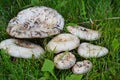 Lactarius vellereus. Royalty Free Stock Photo