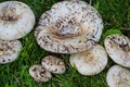 Lactarius vellereus. Royalty Free Stock Photo