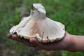 Lactarius vellereus. Royalty Free Stock Photo