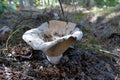 Lactarius vellereus is a genus of mushroom commonly known as milk-cap