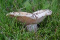 Lactarius vellereus. Royalty Free Stock Photo