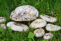 Lactarius vellereus. Royalty Free Stock Photo