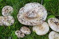 Lactarius vellereus. Royalty Free Stock Photo