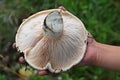 Lactarius vellereus. Royalty Free Stock Photo