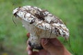 Lactarius vellereus. Royalty Free Stock Photo