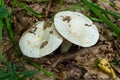 Lactarius vellereus or Lactarius piperatus is large white gilled and edible mushroom with a flat cap common in Europe