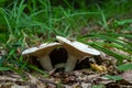 Lactarius vellereus or Lactarius piperatus is large white gilled and edible mushroom with a flat cap common in Europe and America