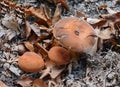 Lactarius volemus is eatable, very coveted and popular.