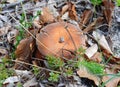 Lactarius volemus is eatable, very coveted and popular.