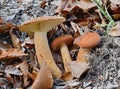 Lactarius volemus is eatable, very coveted and popular.