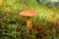 Lactarius volemus Royalty Free Stock Photo