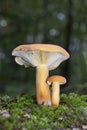 Lactarius volemus,or orange lactarius,is a species of basidiomycete fungus in the family Russulaceae Royalty Free Stock Photo