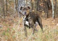 Lactating brindle female Pitbull Terrier Dog outside with collar Royalty Free Stock Photo