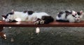 The lactating cat sleeps on the bench next to the kitten