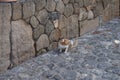 A lactating female cat with swollen mammary glands is on the road in the old town of Lindos, Rhodes, Greece