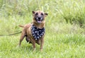 Corgi Shepherd Chihuahua mixed breed dog nursing puppies outside on leash. Dog rescue pet adoption photography