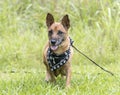 Lactating female mother dog. Tan Corgi Shepherd Chihuahua mixed breed dog outside on leash. Dog rescue pet adoption photography Royalty Free Stock Photo