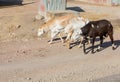 Lactating goats walking down the streets of Addis Ababa, Ethiopia, Farm animals