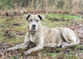 Lactating nursing mother pitbull terrier dog laying down outside