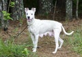 Lactating white Pitbull Terrier mixed breed dog Royalty Free Stock Photo