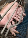 Lactation. Group of piglets in stable. Royalty Free Stock Photo