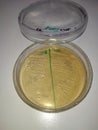 lactic acid bacteria on a petri dish Royalty Free Stock Photo