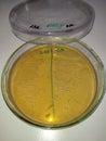 lactic acid bacteria on a petri dish Royalty Free Stock Photo