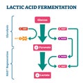 Lactic acid fermentation process scheme, labeled vector illustration diagram Royalty Free Stock Photo