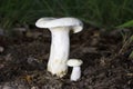 Lactifluus or Lactariu piperatus commonly known as the blancaccio, is a semi-edible basidiomycete fungus of the genus Lactifluus. Royalty Free Stock Photo