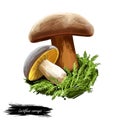 Lactifluus or Lactarius corrugis, corrugated cap milky mushroom closeup digital art illustration. Fungi have brown body and hat.