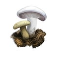 Lactifluus or Lactarius piperatus or Blancaccio mushroom closeup digital art illustration. Creamy white and yellow fungus. Royalty Free Stock Photo