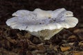Lactifluus vellereus commonly known as the fleecy milk-cap, is a quite large fungus in the genus Lactifluus