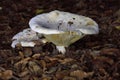 Lactifluus vellereus commonly known as the fleecy milk-cap, is a quite large fungus in the genus Lactifluus