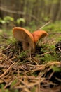 Lactifluus volemus mushroom grown from moss in the woods