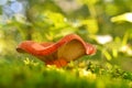 Lactifluus volemus mushroom