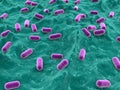 Lactobacillus Royalty Free Stock Photo