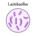 vector illustration graphic of the bacteria lactobacillus