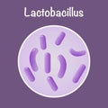 vector illustration graphic of the bacteria lactobacillus