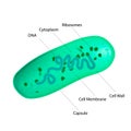 Lactobacillus Bacteria Structure